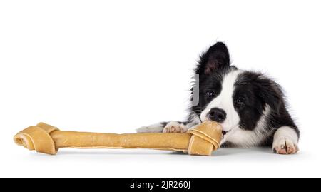 Super liebenswert typisch schwarz mit weißen Rand Colie Hund Welpen, legt sich kauen auf großen Knochen. Blick auf die Kamera mit süßen, glänzenden Augen. Isoliert Stockfoto