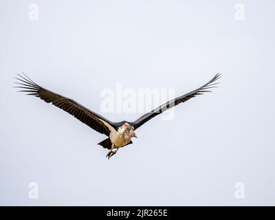 Marabou-Storch fliegt in Kenia, Ostafrika Stockfoto