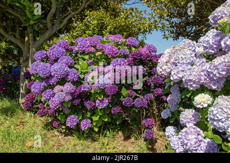 Hellrosa und dunkelviolette Hortensien macrophylla Blüten. Hortensia blühende Pflanze im sonnigen Garten. Stockfoto