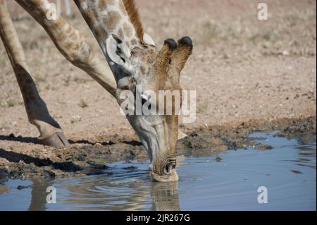 Giraffe ( Giraffa camelopardalis ) Kgalagadi Transfrontier Park, Südafrika Stockfoto