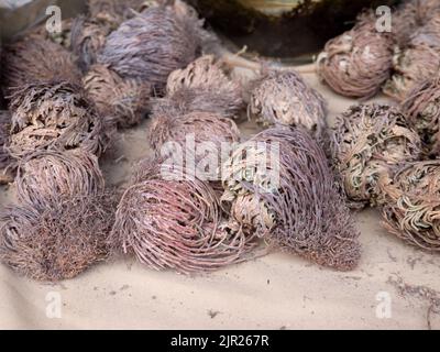 Falsche Rose von Triicho oder Dinosaurierpflanze oder Selaginella lepidophylla getrocknete Pflanzen am Messetheke Stockfoto