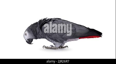 Detailreiche Aufnahme des Grauen Papagei, seitlich stehend mit dem Kopf nach unten. Blick auf den Boden. Isoliert auf weißem Hintergrund. Stockfoto