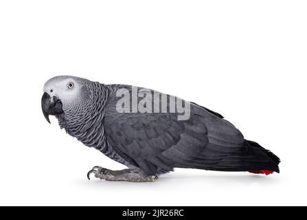 Detailreiche Aufnahme des Grauen Papagei, seitlich stehend mit Kopf nach oben. Kopf zur Kamera gedreht. Zeigt typische rote Schwanzspitze. Isoliert auf weißem Hintergrund. Stockfoto