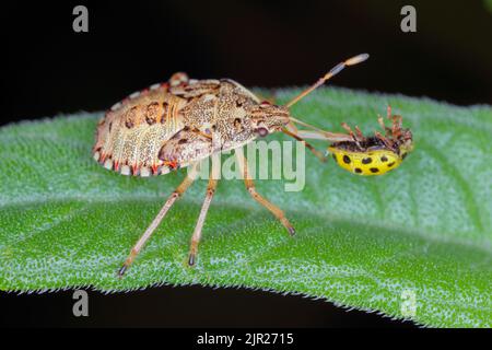 Nymphe, die Larve eines Insekts der Familie Pentatomidae (Schildwanzen) mit einem gejagten Marienkäfer. Stockfoto