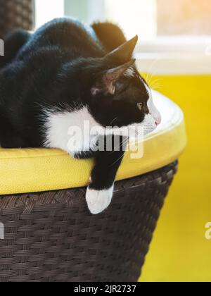 Schwarze Katze liegt auf ihrer Pfote auf dem gelben Sofa. Die Freude des Haustieres ruht bequem auf weichen Kissen Sitz im Wohnzimmer. Die Katze ruht auf dem Korbsitz auf Ye Stockfoto