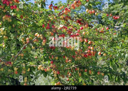 Wilde Pflaumenbäume reifen auf dem Baum in gelb und schwarz. Stockfoto