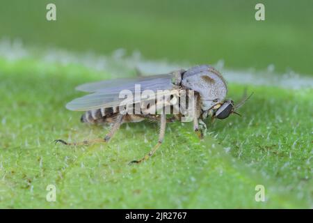 Weibchen von Flie aus der Familie Chironomidae (informell bekannt als Chironomiden, nicht beißende Mücken oder Seefliegen). Stockfoto