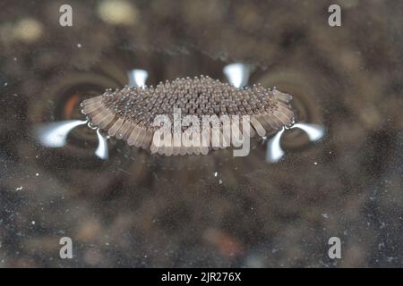 Hausmücke, nördliche gemeine Hausmücke, gemeine Gnatt, Hausgnat (Culex pipiens), Eier auf Wasseroberfläche Stockfoto