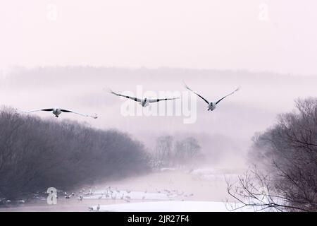 Rot gekrönte Kraniche am Fluss am frühen Morgen in Hokkaido, Japan Stockfoto