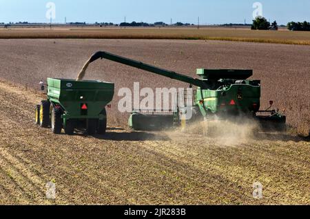 Sojabean-Ernte, John Deere-Erntemaschinen, Traktor-Manöver J&M-Bankout-Wagen, Ernte reifen Sojabean-Ernte „Glycine max“. Stockfoto