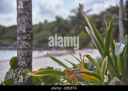 Detail einer Aloe Vera Pflanze, die natürlich am Strand von Xpu-Ha in Mexiko wächst. Stockfoto