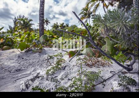 Detail eines Zweigs und Vegetation, die spontan auf dem Sand des Xpu-Ha Strand wächst. Stockfoto