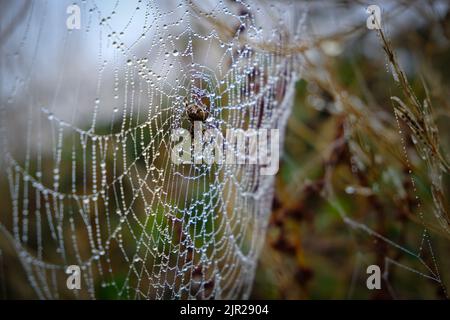 Gartenrebenweber, Araneus diadematus. Orb-Weberspinnen werden in der Regel zwischen Juli und Oktober in Großbritannien gefunden und bilden Netze in Gärten und Fiel Stockfoto