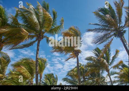 Blick auf Kokospalmen im Wind am Xpu-Ha Strand in Mexiko Stockfoto