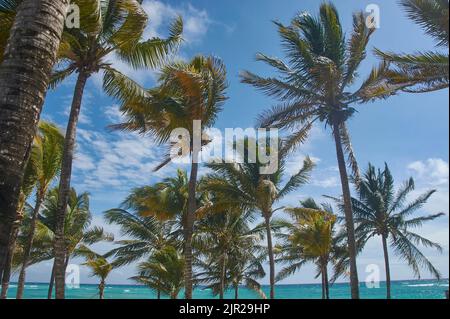 Blick auf Kokospalmen im Wind am Xpu-Ha Strand in Mexiko Stockfoto