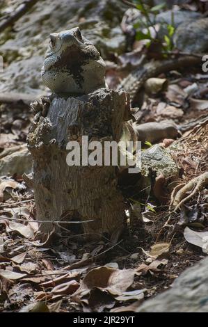 Exemplar eines grünen Leguans in seinem natürlichen Lebensraum, der auf einem Holzstamm in einem Lichtblick ruht. Stockfoto