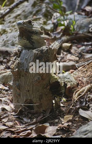 Exemplar eines grünen Leguans in seinem natürlichen Lebensraum, der auf einem Holzstamm in einem Lichtblick ruht. Stockfoto