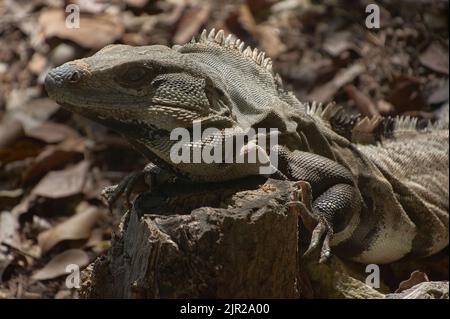 Exemplar eines grünen Leguans in seinem natürlichen Lebensraum, der auf einem Holzstamm in einem Lichtblick ruht. Stockfoto