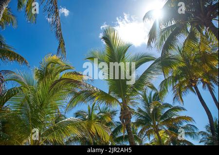 Blick auf Kokospalmen im Wind am Xpu-Ha Strand in Mexiko Stockfoto