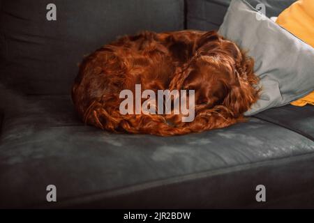 Irischer Setter Hund müde schläft auf einer Couch im hellen Zimmer. Neue moderne Couch. Komfortable Möbel. Stockfoto