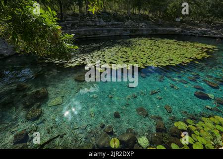 Dzibilchaltun, Mexiko, :Cenote Xlacah befindet sich im Gebiet Dzibilchaltun zona archeologica in Mexiko Stockfoto