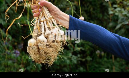 Weibliche Hand hält frisch geernteten Knoblauch aus dem Garten - John Gollop Stockfoto