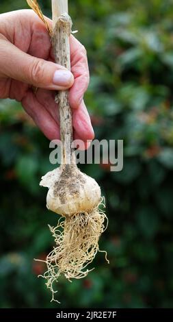 Weibliche Hand hält frisch geernteten Knoblauch aus dem Garten - John Gollop Stockfoto