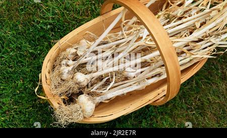 Trug mit frisch gepflücktem Knoblauch aus dem Garten - John Gollop Stockfoto