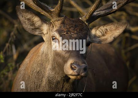Ungestörter Rotwild, der aus nächster Nähe im Wald in die Kamera blickt Stockfoto