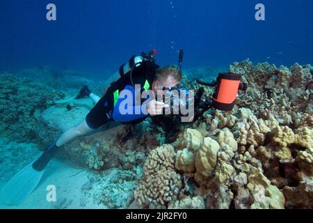 Ein Taucher (MR) reiht sich an einem Riff mit seinen SLR-Kamera in einem Ikelite Unterwassergehäuse und Stroboskop. Kona-Küste, Hawaii. Stockfoto