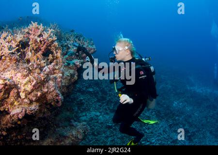 Eine Taucherin (MR) steht mit ihrer Digitalkamera in einem Unterwassergehäuse mit Stroboskopen auf einem Riff an. Kona Coast, Hawaii. Stockfoto