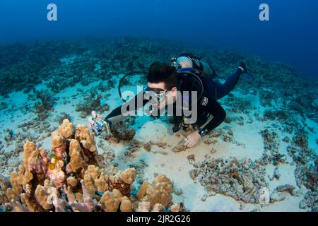Ein Taucher (MR) steht mit seiner Digitalkamera in einem Unterwassergehäuse auf einem Riff an. Kona Coast, Hawaii. Stockfoto