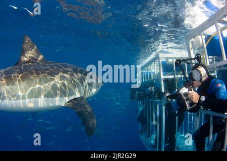 Fotografen (MR) erhalten einen engen Pass von einem riesigen großen weißen Hai, Carcharodon carcharias, direkt unterhalb der Oberfläche von Guadalupe Island, Mexiko. Stockfoto