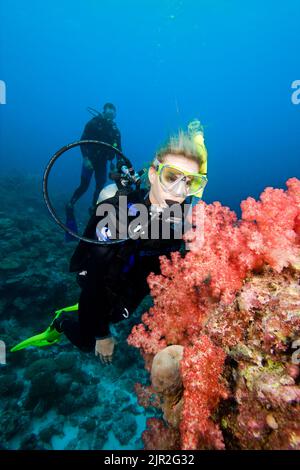 Taucher (MR) und alcyonarian Weichkorallen auf einem Riff, Palau, Mikronesien. Stockfoto