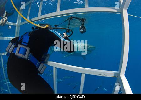 Fotograf (MR) erhält einen Blick auf einen riesigen great white shark, Carcharodon carcharias, knapp unter der Oberfläche weg Insel Guadalupe, Mexiko. Stockfoto