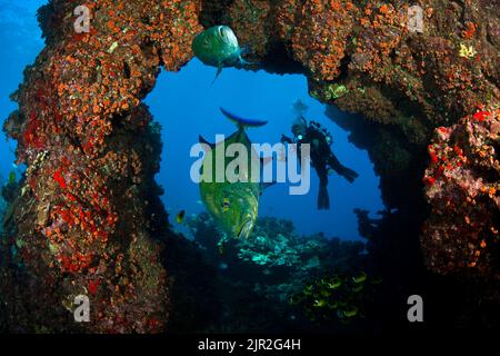 Fang von Makrelen oder Jack, Caranx melampygus, melden Sie einen Taucher (MR) in einer lavaformation vor der Insel Lanai, Hawaii. Stockfoto