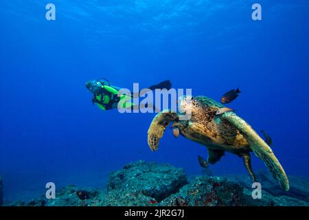 Eine grüne Meeresschildkröte, Chelonia mydas, gereinigt durch Doktorfische und Taucher (MR). Hawaii. Stockfoto
