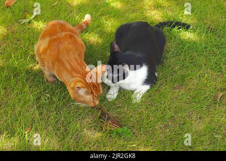 Eine kupferäugige, orangefarbene Hauskurzhaarkatze mit klassischem rotem Tabby und eine schwarz-weiße Smokingkatze (Felis catus), die einen östlichen Chipmunk (Tamias striatu) hasselt Stockfoto