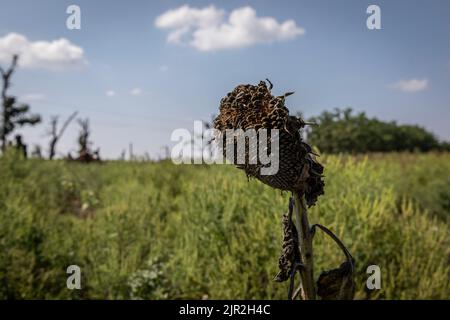 Mykolaiv, Ukraine. 19. August 2022. Eine verbrannte Sonnenblume, die auf einem Feld im Gebiet Mykolaiv in der Ukraine gesehen wurde. Während ukrainische Beamte ihre Parteilichkeit geltend gemacht haben, um ihr Territorium zurückzugewinnen, und eine Gegenoffensive in der Südachse des Landes, einschließlich des Gebiets Mykolaiv, gestartet haben, wurde das Gebiet unter heftigen Kämpfen und die Gebiete um die Stadt Mykolaiv wurden von beiden Seiten heftig bekämpft. (Foto von Alex Chan/SOPA Images/Sipa USA) Quelle: SIPA USA/Alamy Live News Stockfoto