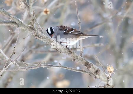 Ein erwachsener Weißkronenspatzen (Zonotrichia leucophrys) steht an einem Zweig in Indiana, USA, mit Schneestreifen im Winter Stockfoto