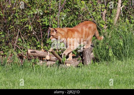 Eine kupferäugige, männliche orange Hauskurzhaarkatze (Felis catus), die draußen auf einem Holzhaufen steht und nach Beute sucht Stockfoto