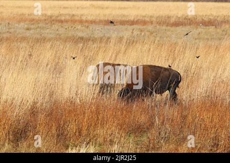 Zwei amerikanische Bisons und Stare im Kankakee Sandreservat in der Nähe von Marokko im Nordwesten von Indiana Stockfoto