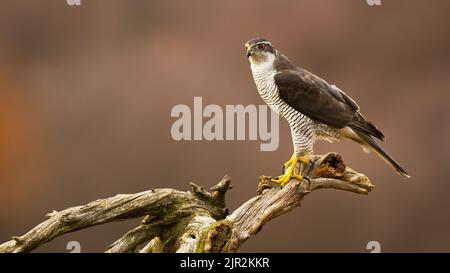 Nördlicher Habicht, der auf einem Ast im Herbstwald sitzt Stockfoto