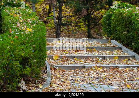 Gasse mit Stufen im Herbstpark Stockfoto