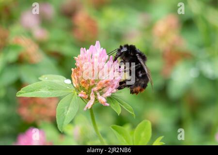 Nahaufnahme einer Hummel auf einer Kleeblatt-Blume in der Natur vor verschwommenem Hintergrund. Blick von oben. Selektiver Fokus. Stockfoto