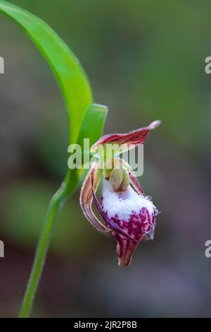 Der RAM's Head Lady's Slipper blüht im Brokenhead Wetlands Ecological Reserve, Manitoba, Kanada. Stockfoto