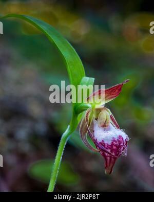 Der RAM's Head Lady's Slipper blüht im Brokenhead Wetlands Ecological Reserve, Manitoba, Kanada. Stockfoto