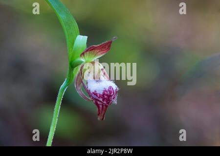 Der RAM's Head Lady's Slipper blüht im Brokenhead Wetlands Ecological Reserve, Manitoba, Kanada. Stockfoto