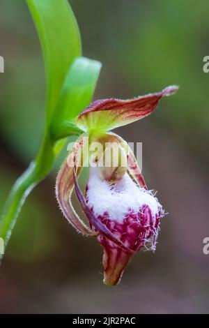 Der RAM's Head Lady's Slipper blüht im Brokenhead Wetlands Ecological Reserve, Manitoba, Kanada. Stockfoto