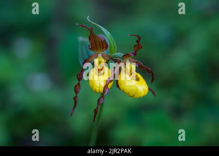 Ein doppelter Blütenstamm der kleinen gelben Lady's Slipper Orchidee, Cypripedium parviflorum im Brokenhead Wetland Ecological Reserve, Manitoba, Kanada Stockfoto